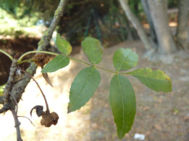 Feuilles opposées et composées comprenant entre 3 et 11 folioles d'environ 2 cm de large. Agrandir dans une nouvelle fenêtre (ou onglet)